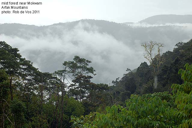 Papua Insects Foundation (Arfak Mountains)